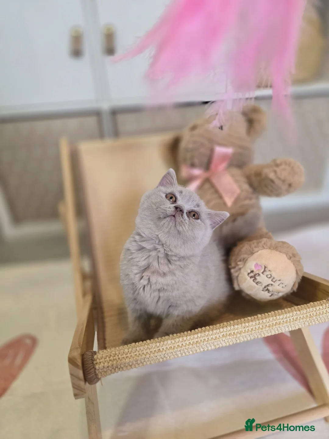 British Shorthair cats for sale: Championship Lines Bridgerton Litter - Advert 1
