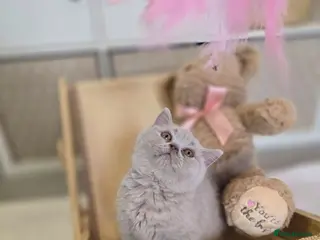 British Shorthair cats Championship Lines Bridgerton Litter - Advert 1