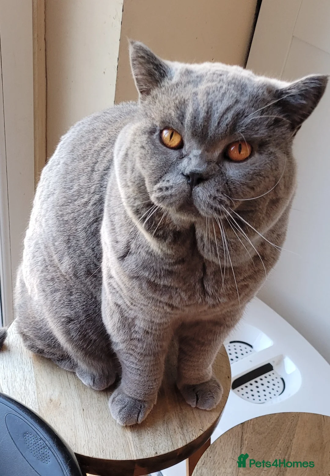 British Shorthair cats for stud: BIG BOY STUD in Epsom - Advert 5