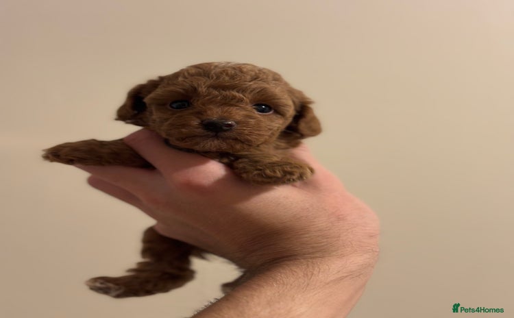 Miniature Poodle dogs - Advert 7