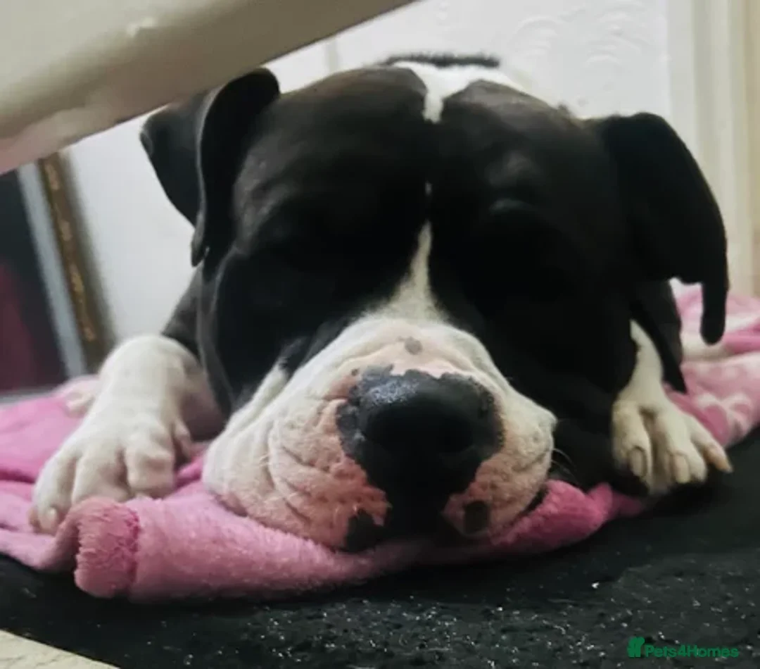 Mixed Breed dogs for sale: Sharpei/Mastiff x Staff - Ready 4 New Homes  - Advert 18