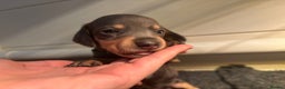 Miniature Dachshund dogs for sale: Blue & Tan Miniature Dachshund  - Advert 31