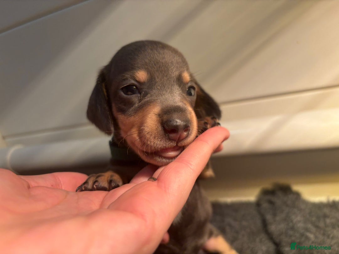 Miniature Dachshund dogs for sale: Blue & Tan Miniature Dachshund  - Advert 31