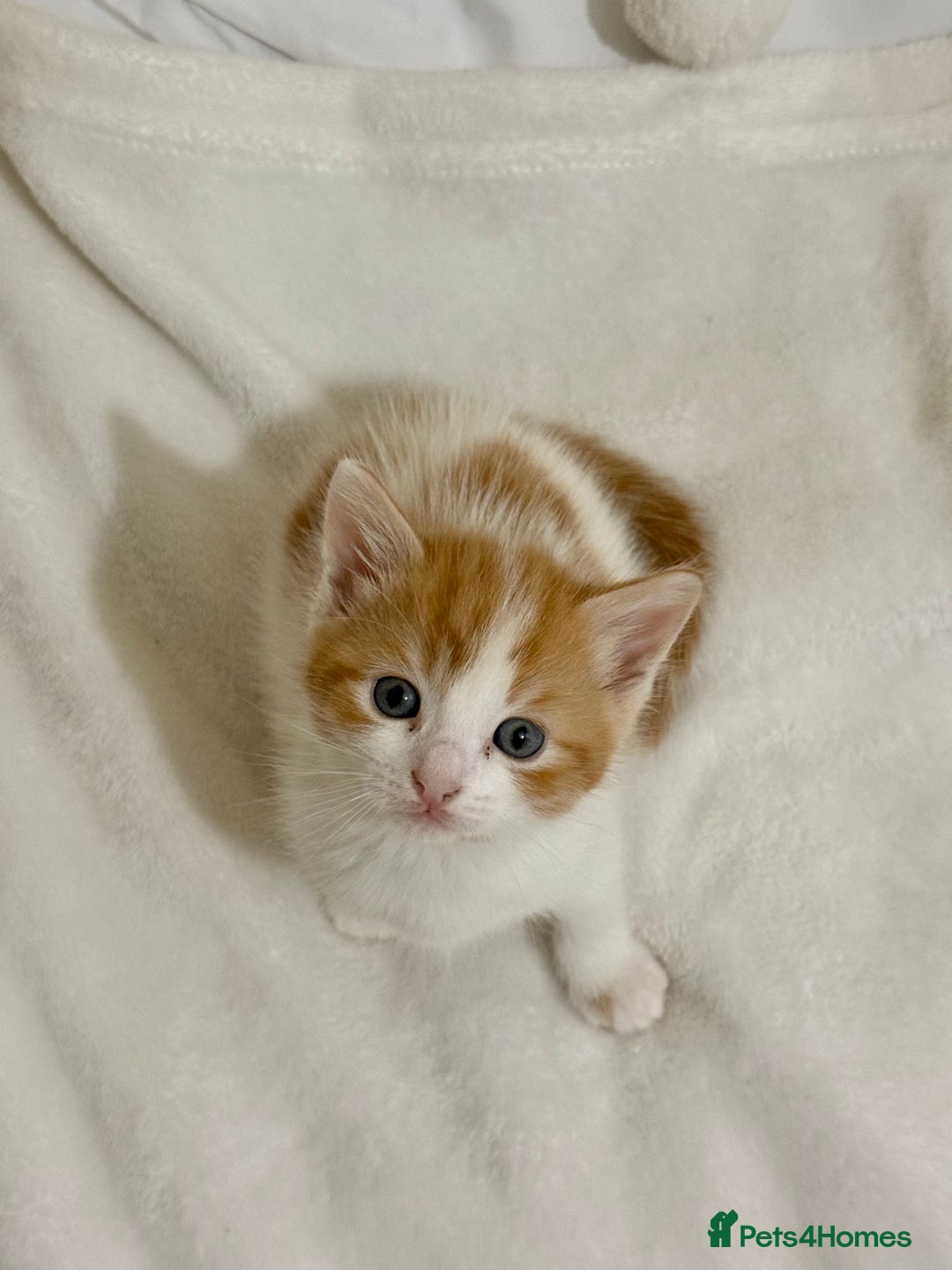 Ragdoll cats for sale: Ragdoll Mix Litter - Advert 6