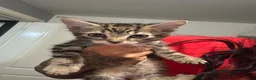 Mixed Breed cats for sale: Kittens  - Advert 2