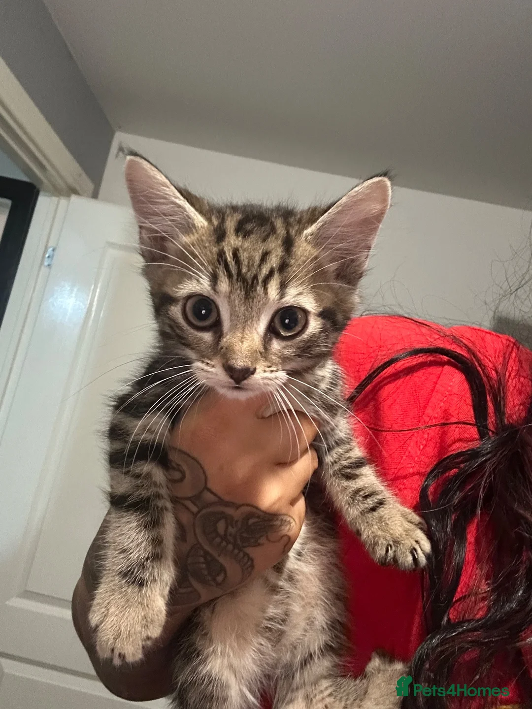 Mixed Breed cats for sale: Kittens  - Advert 2