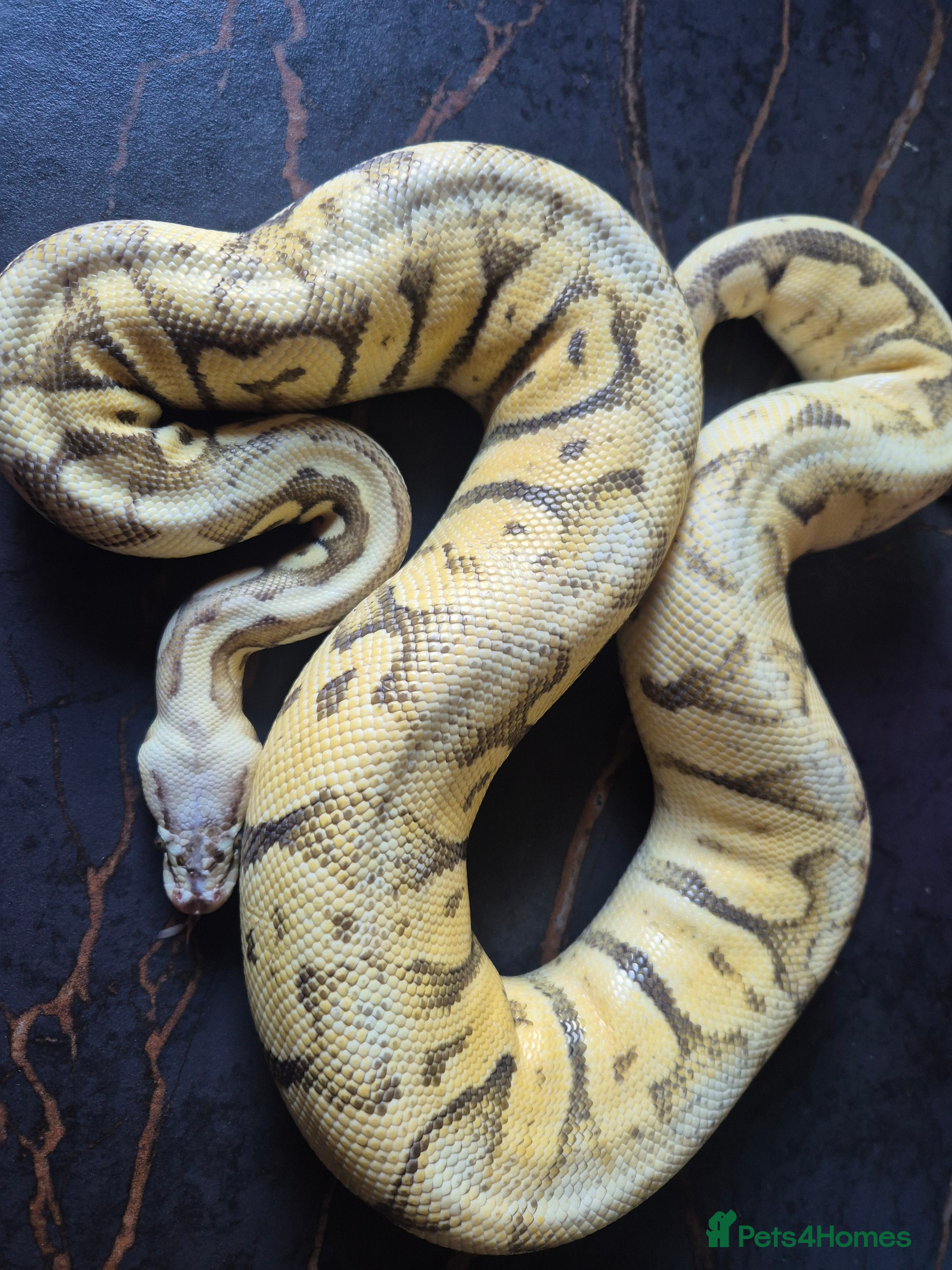 Python Snake reptiles Various ball pythons  - Advert 4