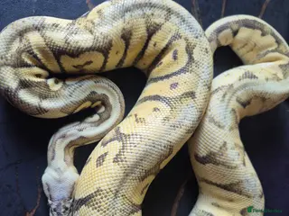 Python Snake reptiles Various ball pythons - Advert 4