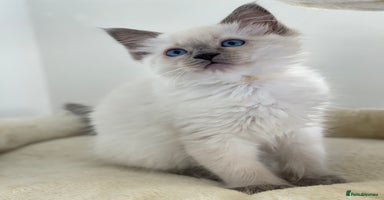 Ragdoll cats - Advert 5