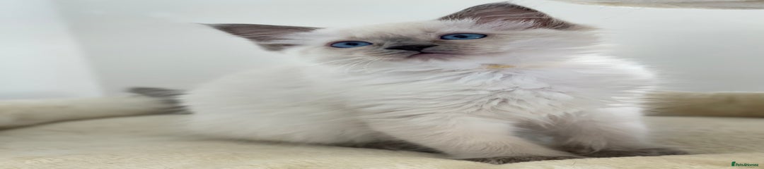Ragdoll Kitten 4