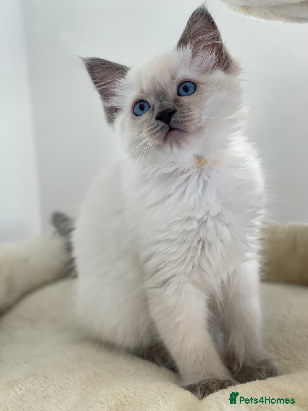 Ragdoll cats for sale: Luxury Champion Line Ragdoll Pedigree Kittens - Image 8