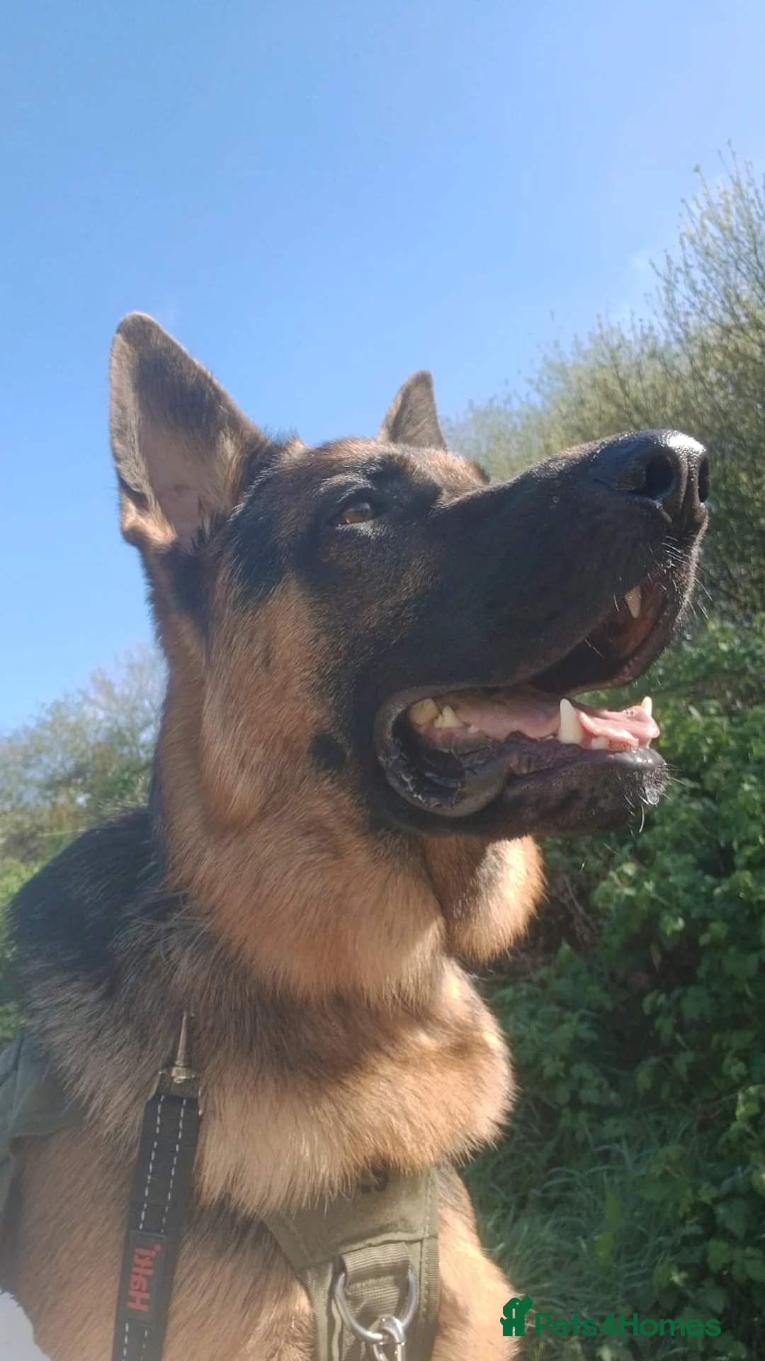German Shepherd dogs for sale: Shadow in Southampton - Advert 3