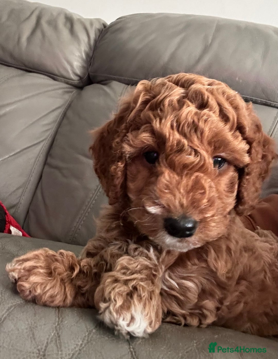 Cockapoo dogs for sale: Red Cockapoo girls Fb2 ready 12/1/26 - Advert 2