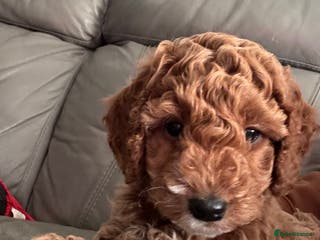 Cockapoo dogs Red Cockapoo girls F1b ready 12/1/26 - Advert 4