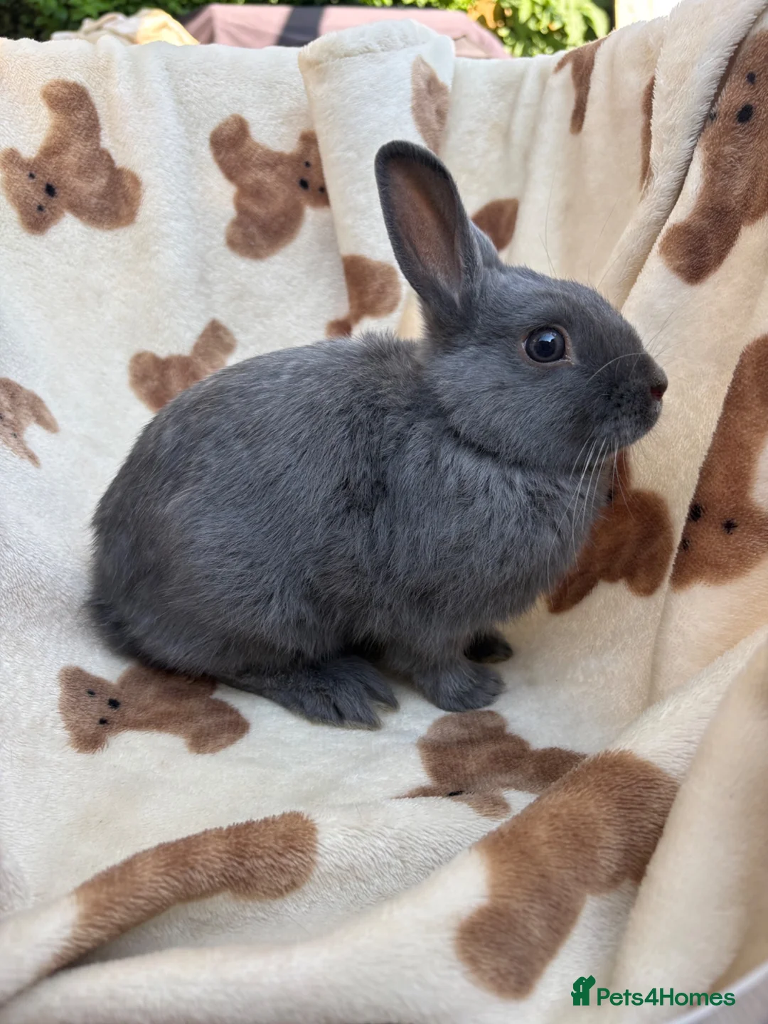 Netherland Dwarf rabbits for sale: Absolutely gorgeous young netherland dwarfs - Advert 1