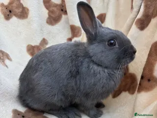 Netherland Dwarf rabbits Absolutely gorgeous young netherland dwarfs - Advert 18