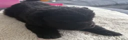 Chow Chow dogs for sale:  3 Black Female Chow Chow Puppies Available  - Advert 14