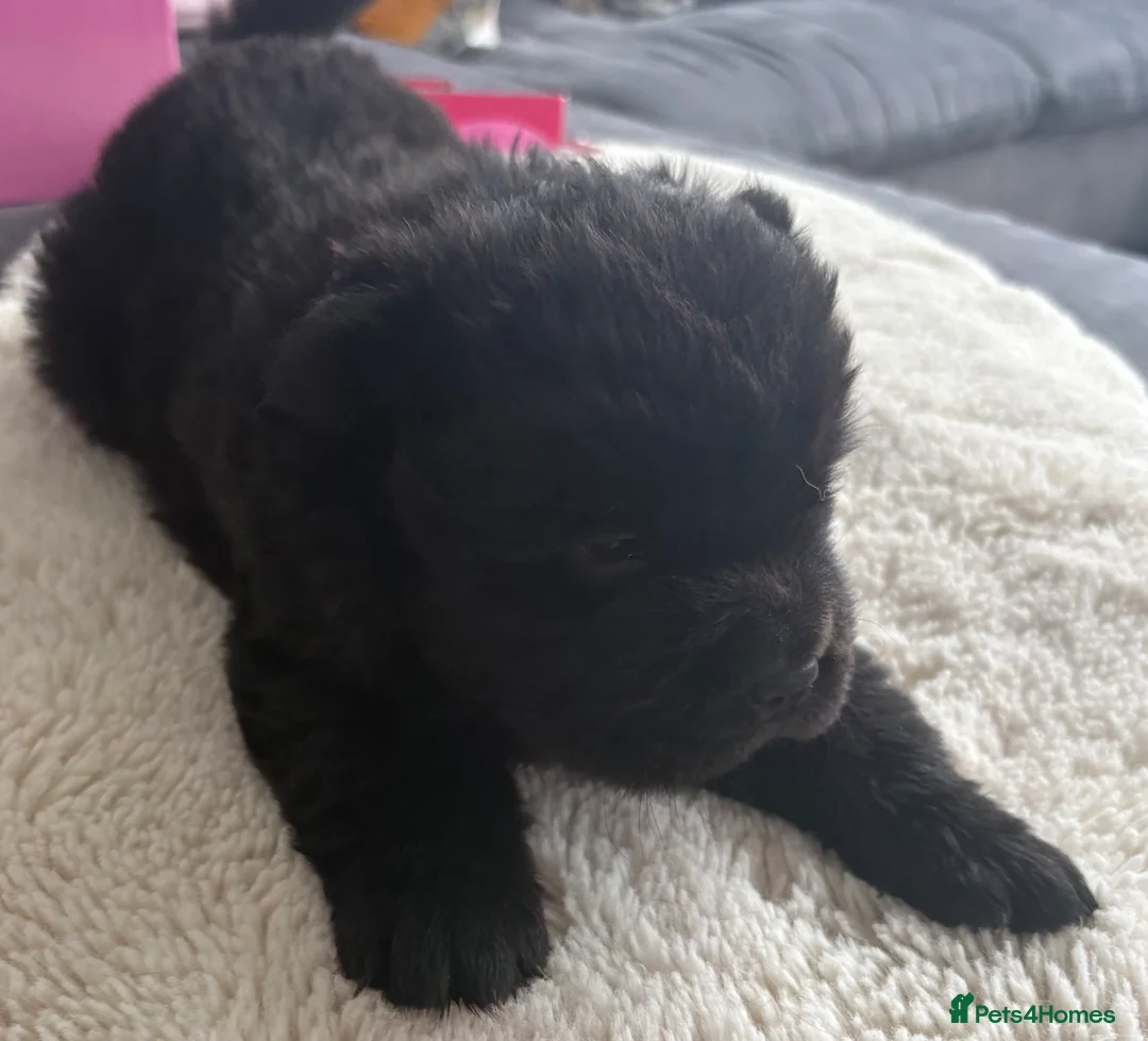 Chow Chow dogs for sale:  3 Black Female Chow Chow Puppies Available  - Advert 14
