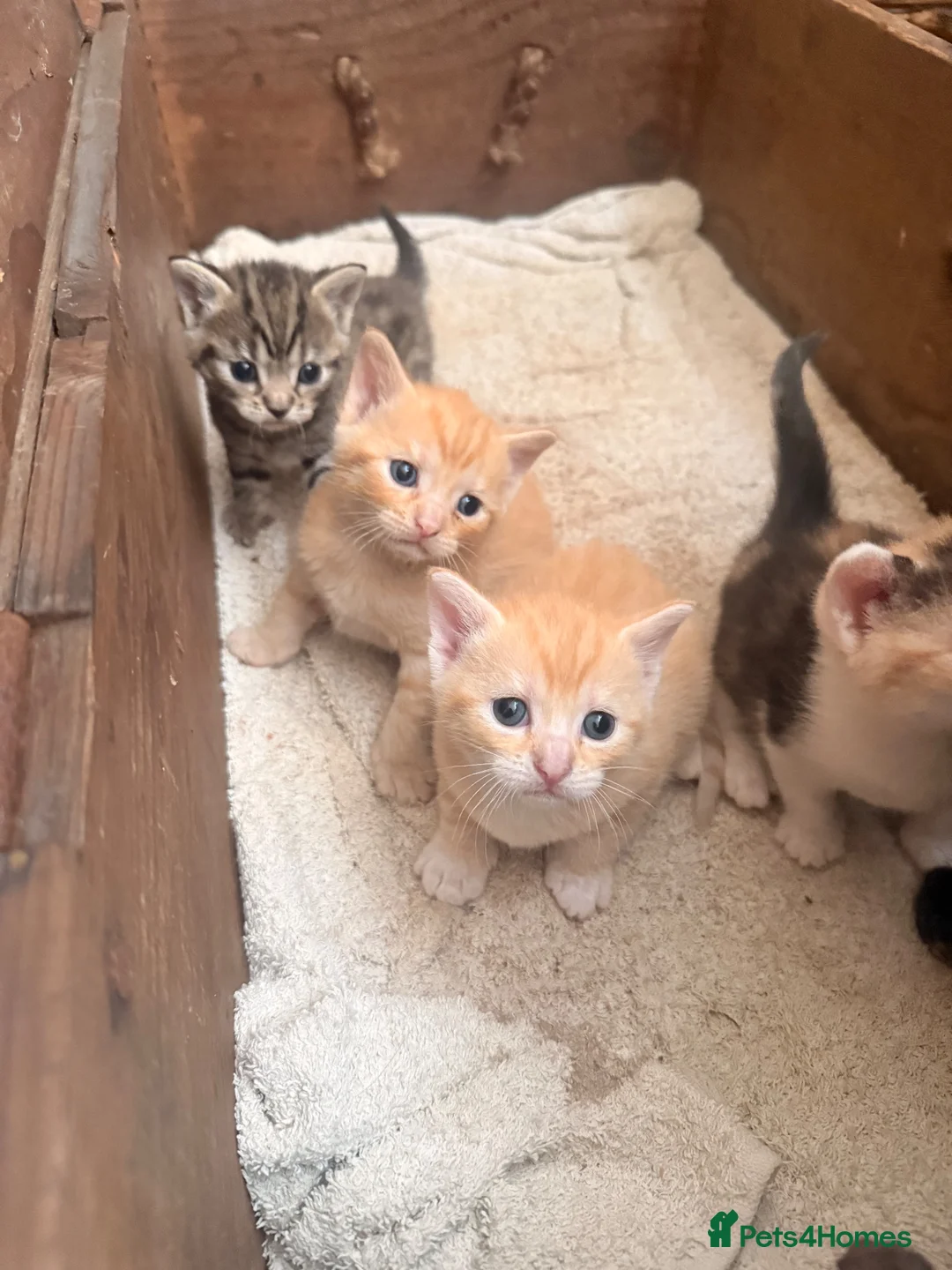 Mixed Breed cats for sale: Beautiful kittens  - Advert 2