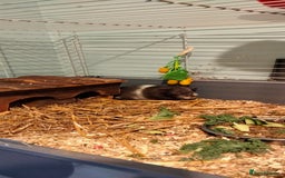 Guinea Pig rodents for sale: 10 weeks old boy guinea pig. - Image 1