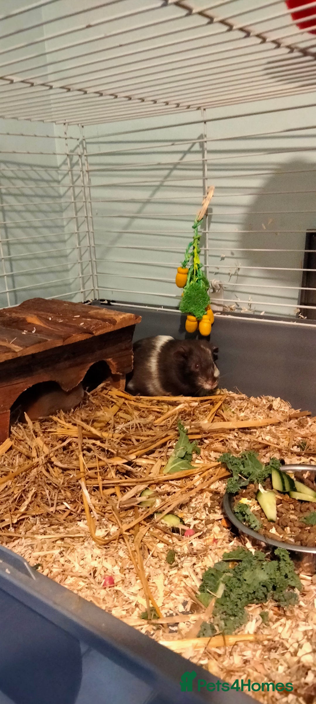 Guinea Pig rodents for sale: 10 weeks old boy guinea pig. - Image 1