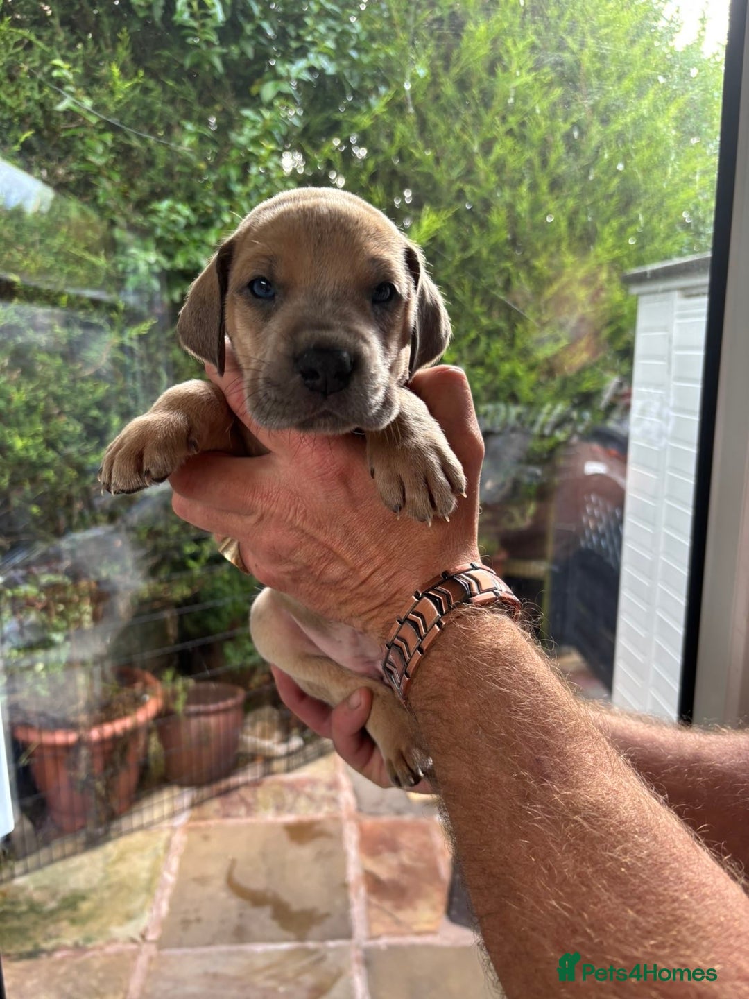 Great Dane dogs for sale: Champion Great Dane puppies for sale - Image 32