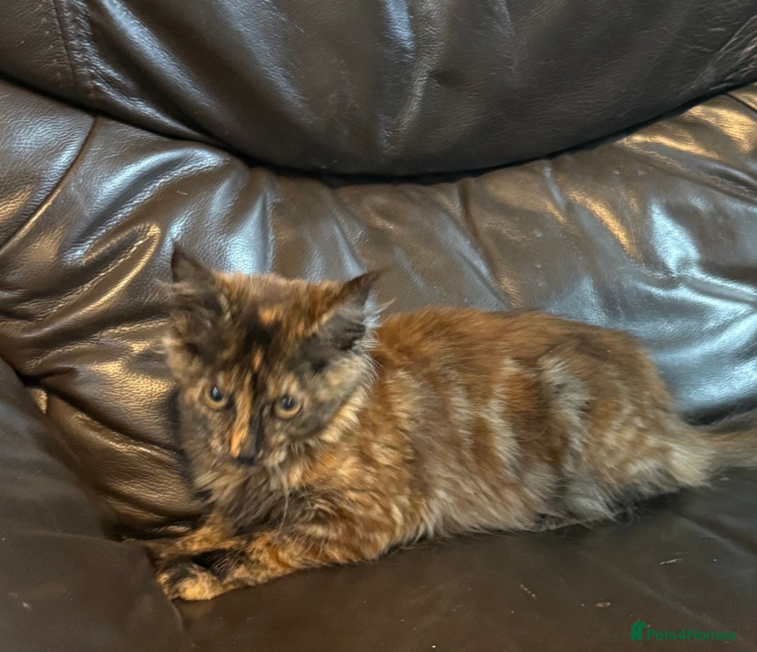 Maine Coon cats for sale: Mainecoon cross kitrens - Image 4
