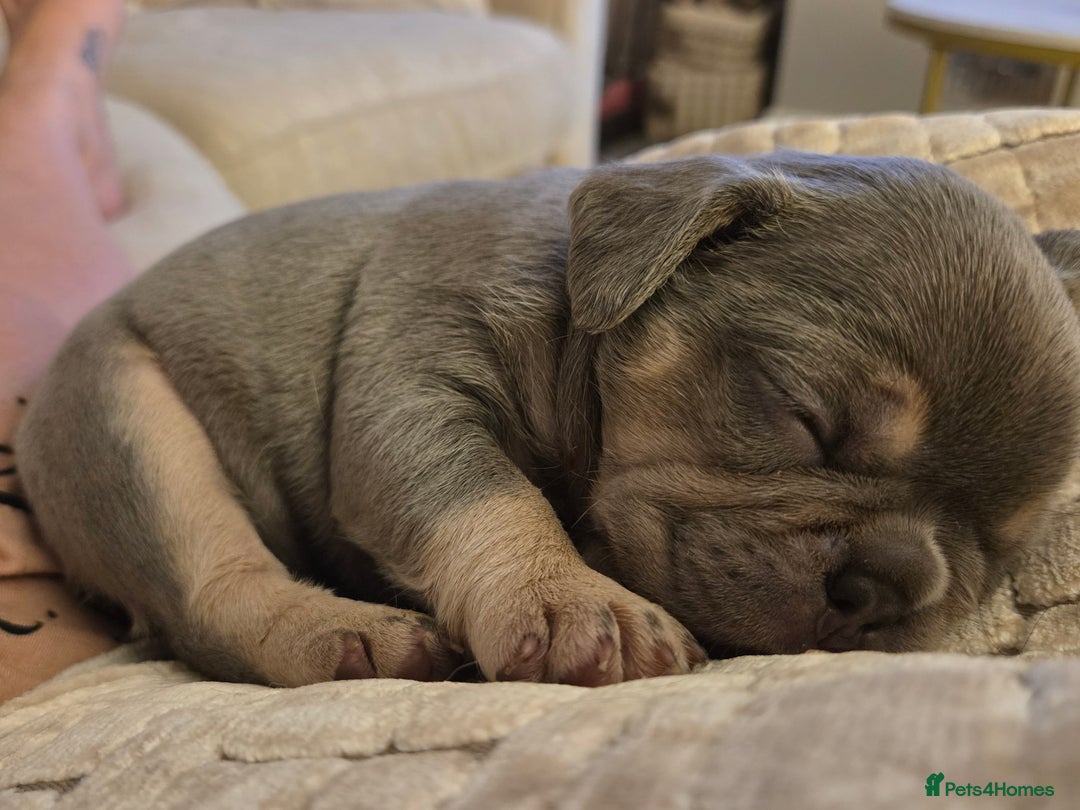 French Bulldog dogs for sale: Isabella & lilac & tan chunky frenchies - Advert 30