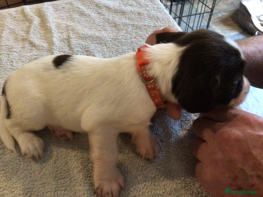 English Springer Spaniel dogs for sale: English Springer Spaniel Puppies KC Registered - Image 19