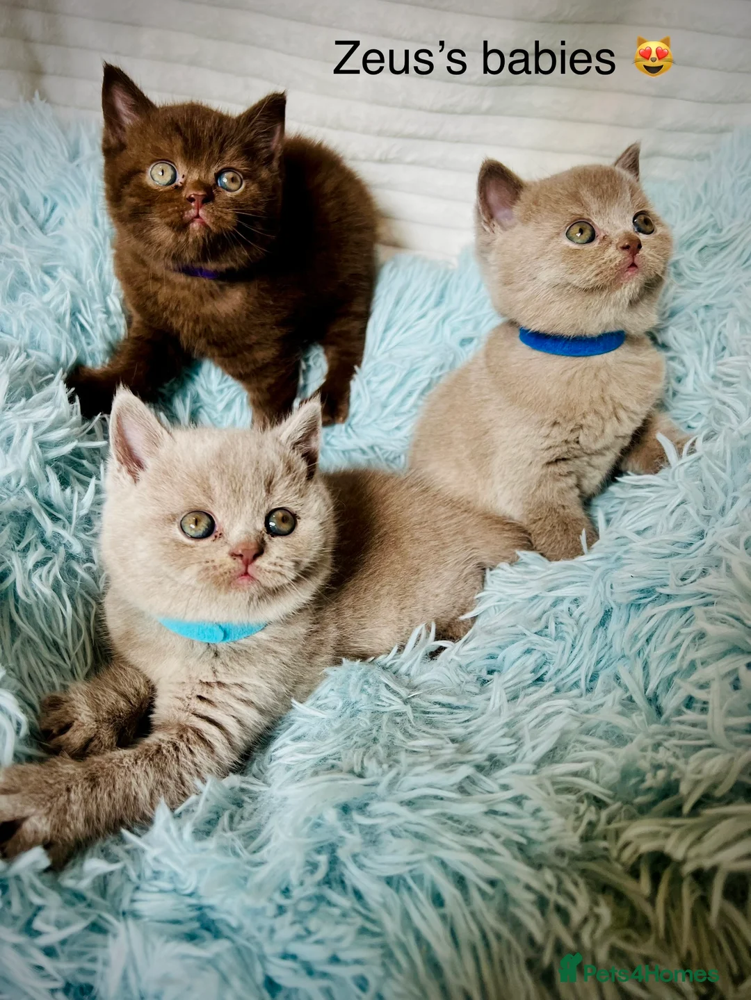 British Shorthair cats for stud: Chocolate British shorthair GCCF Active in London - Advert 12