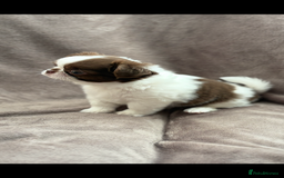 Chihuahua dogs for sale: Chihuahuas - Image 7