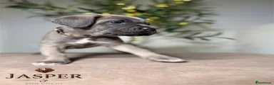 Cane Corso 1