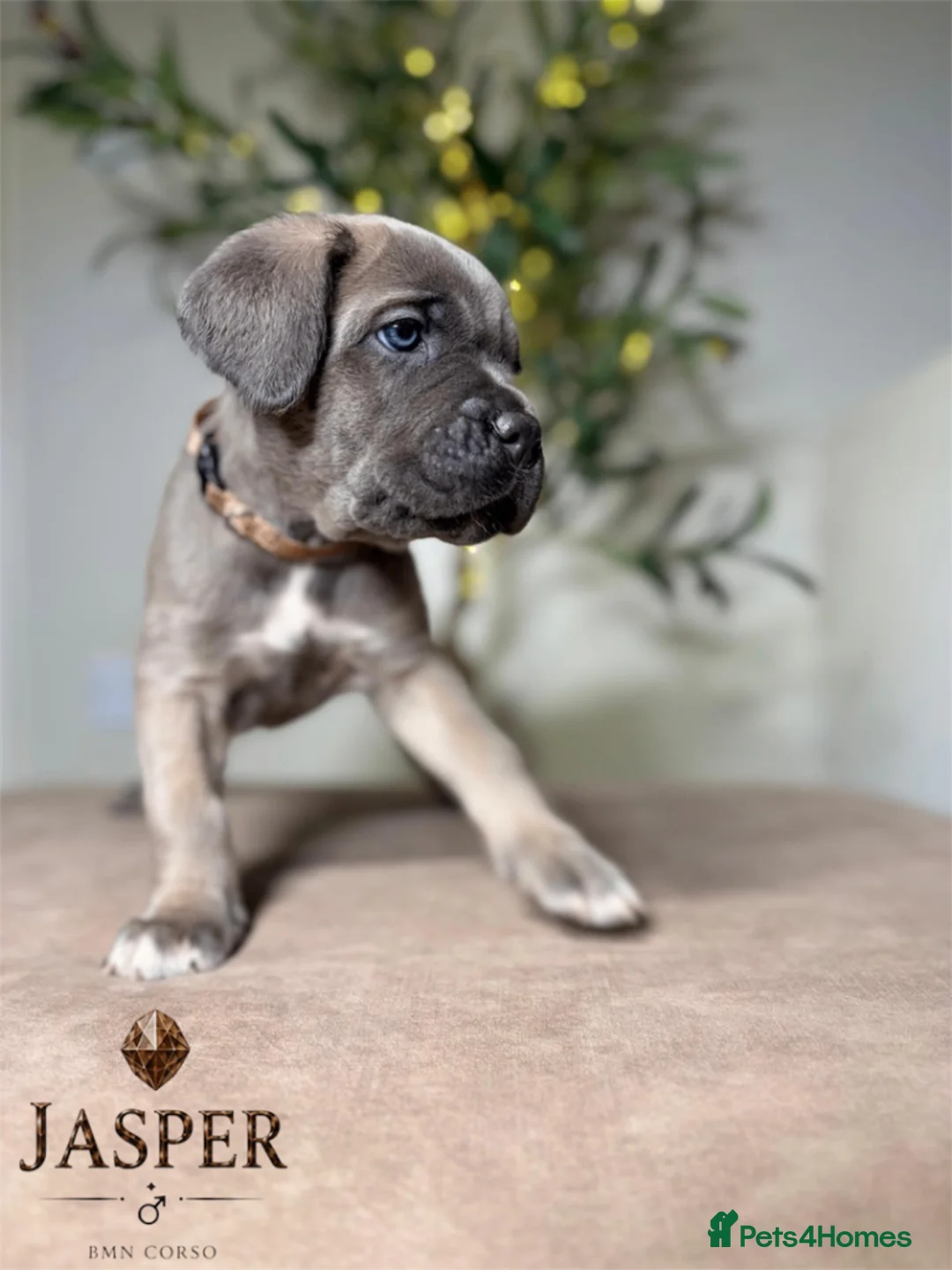 Cane Corso dogs for sale: Cane Corso Puppies with Ancient Noble Heritage - Advert 7