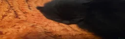 Mixed Breed cats for sale: 2 gorgeous black kittens  - Advert 4