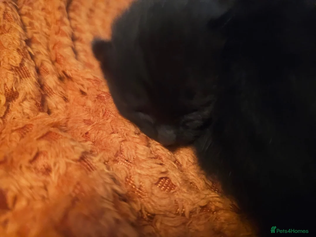 Mixed Breed cats for sale: 2 gorgeous black kittens  - Advert 4