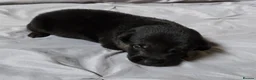 Belgian Shepherd Dog dogs for sale: Belgian malinois puppies in Dorchester - Advert 15