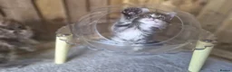 Maine Coon cats for sale: Pure Bred Maine Coon Kittens - Advert 31