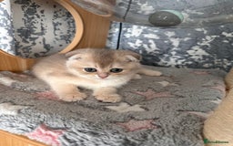 Scottish Fold cats for sale: Pedigree Scottish Fold kittens - Image 9
