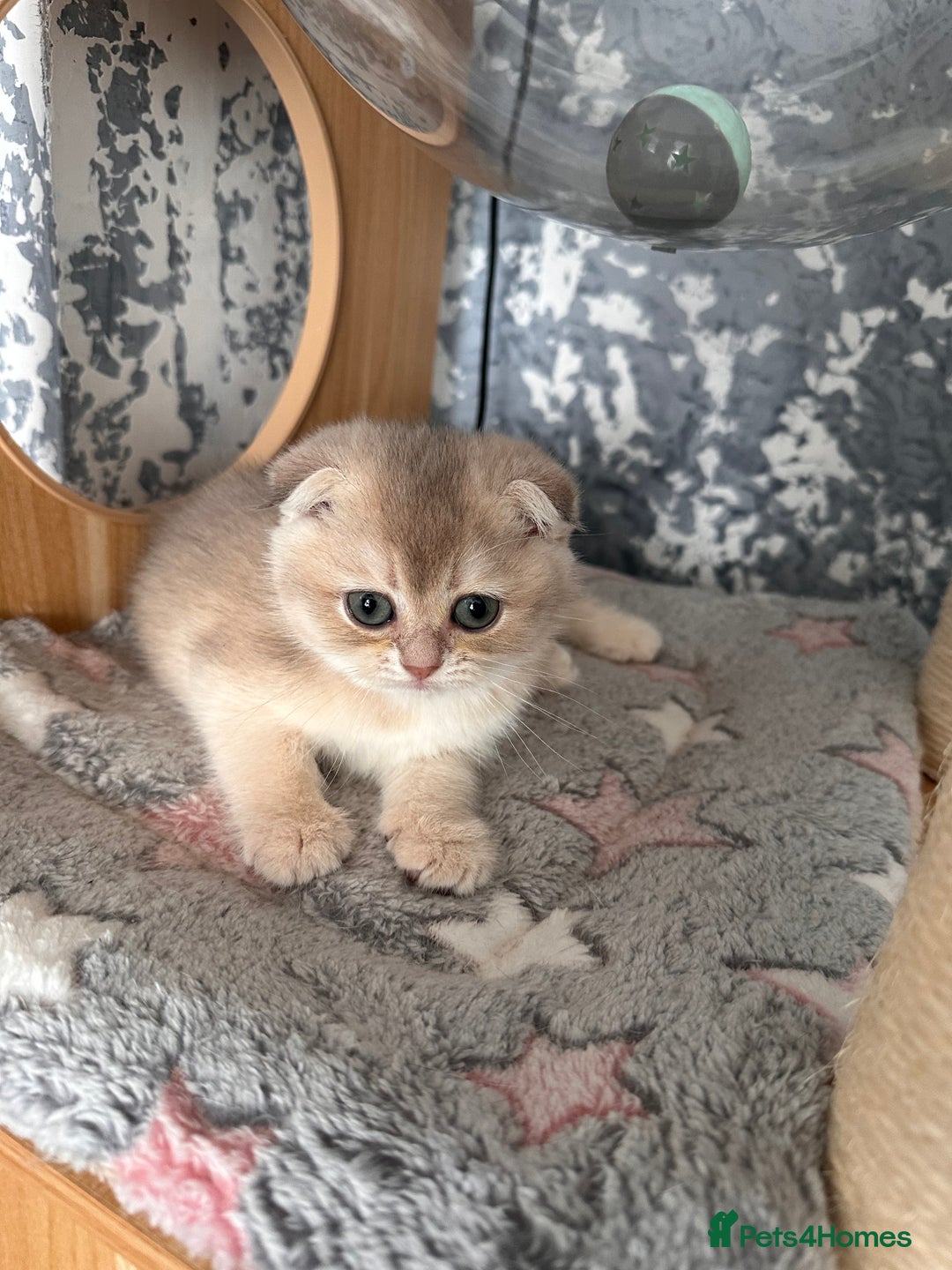 Scottish Fold cats for sale: Pedigree Scottish Fold kittens - Image 9