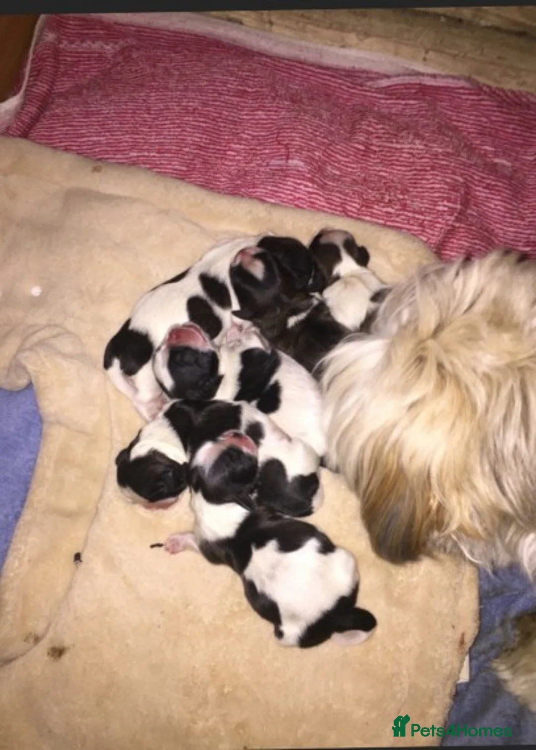 Shih Tzu dogs for stud: KC HARROPINE LUSTY DUSTY FOR STUD ONLY in Bridgend - Advert 4