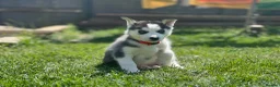 Siberian Husky dogs for sale: Beautiful Husky Puppies in Wells - Advert 33