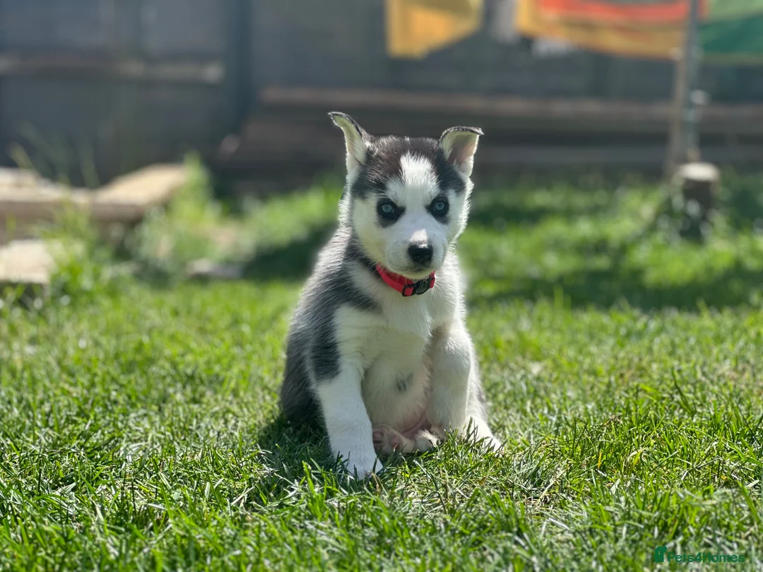 Siberian Husky dogs for sale: Beautiful Husky Puppies in Wells - Advert 33