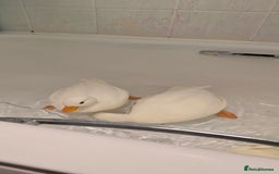 Ducks poultry for sale: 3 18+ weeks old female call ducks  - Image 4