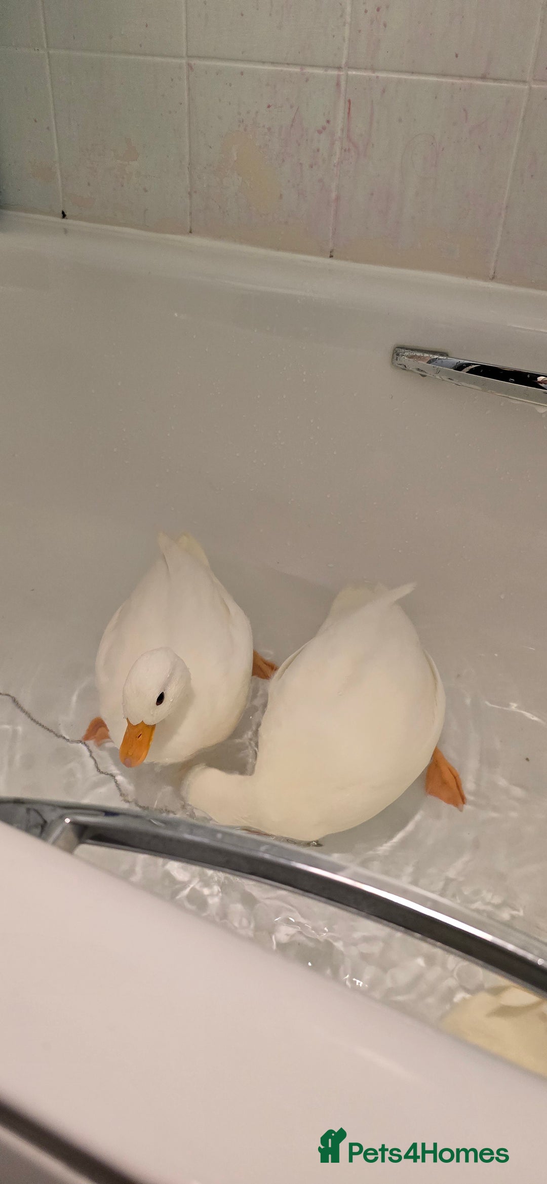 Ducks poultry for sale: 3 18+ weeks old female call ducks  - Image 4