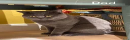 British Shorthair cats for sale: Gorgeous British Shorthair Kittens - READY NOW - Advert 17