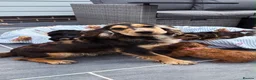 Cockapoo dogs for sale: 6 beautiful cockerpoo puppies  - Advert 1