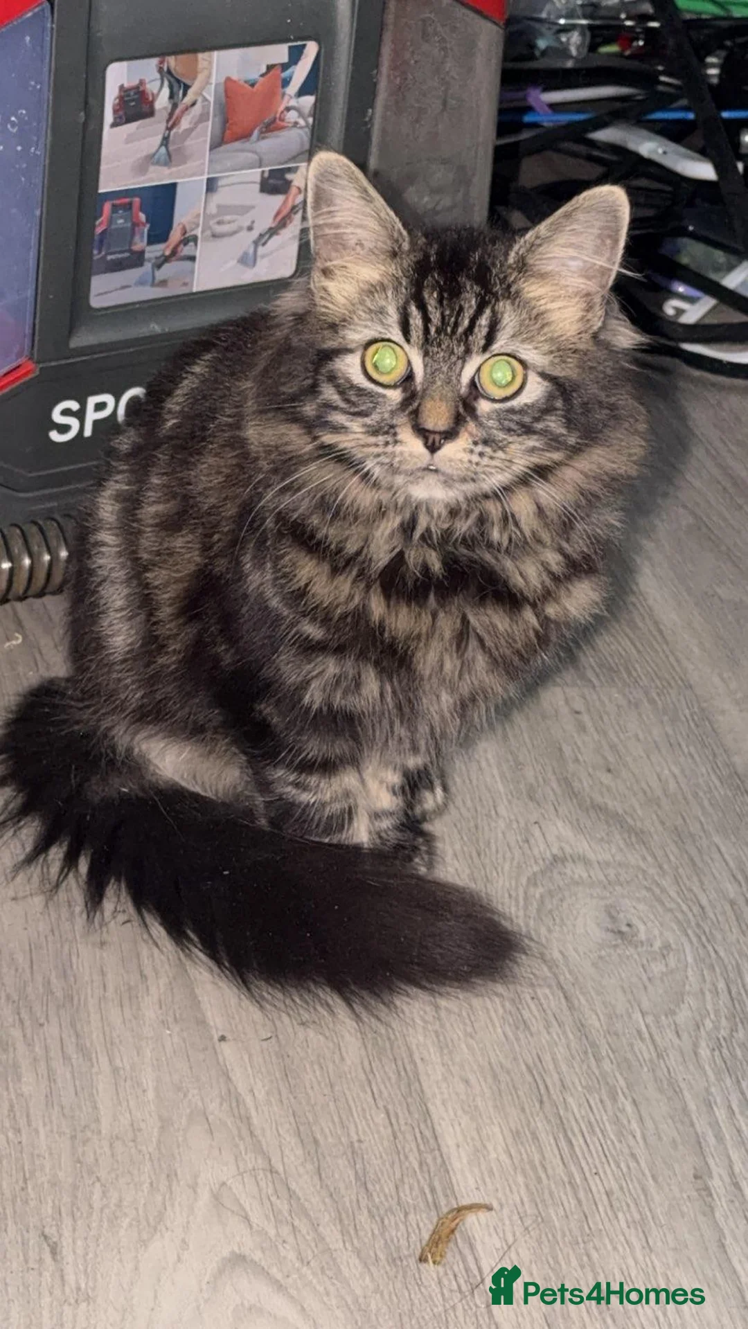 Mixed Breed cats for sale: 2 kittens - Advert 7