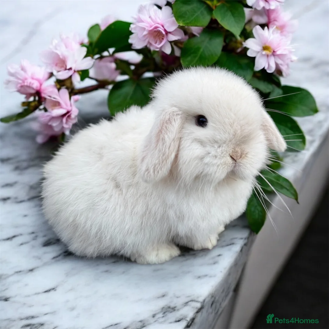 Mini Lop rabbits for sale: Doe and buck mini lops  - Advert 8