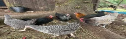 Chickens poultry for sale: Hybrid laying birds  - Advert 4