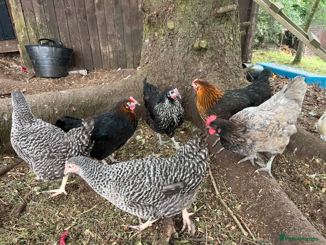 Chickens poultry for sale: Hybrid laying birds  - Advert 4